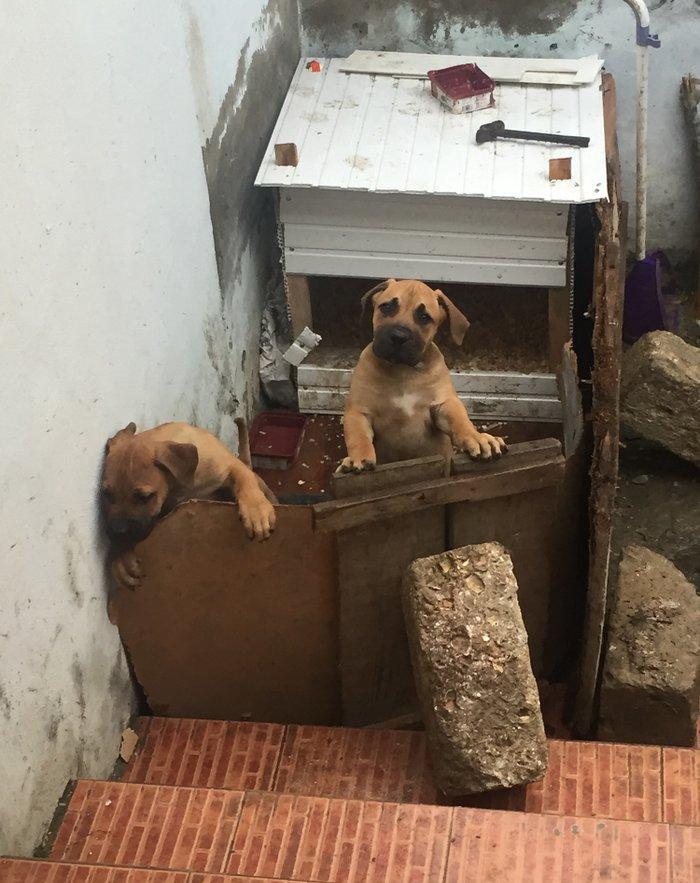 Boerbole balası satılır 1 dişi bala qalıb 2 ay 7 günlük balanın burda