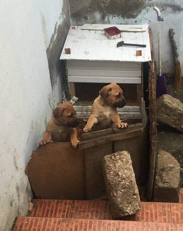 Boerbole balası satılır 1 dişi bala qalıb 2 ay 7 günlük balanın burda