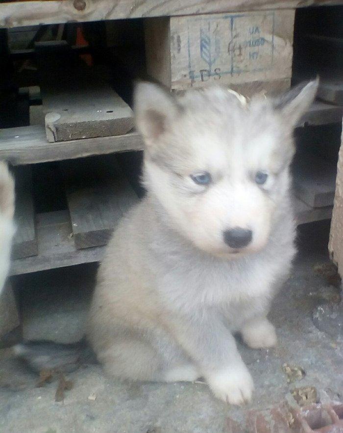 Сибирский хаски окрас серый и бежевый от рождения один месяц 400 манат