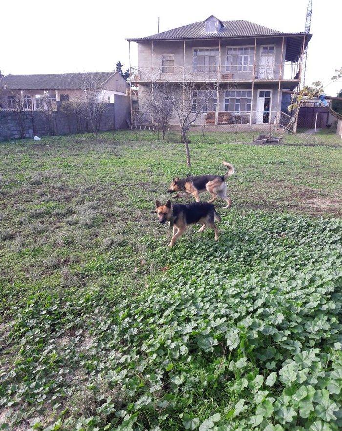 salam tecili satilir xarice gedirem ona gore bala vaxtindan ozumde