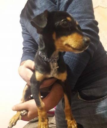 Türkiyədən gəlib passportu var 09. 06. 2017 doğulub. Dermanları, yemi