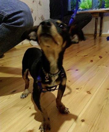 Türkiyədən gəlib passportu var 09. 06. 2017 doğulub. Dermanları, yemi