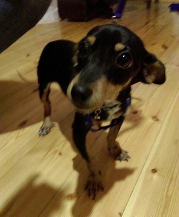 Türkiyədən gəlib passportu var 09. 06. 2017 doğulub. Dermanları, yemi