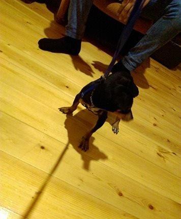 Türkiyədən gəlib passportu var 09. 06. 2017 doğulub. Dermanları, yemi