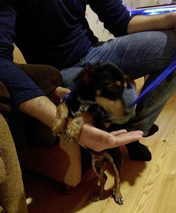 Türkiyədən gəlib passportu var 09. 06. 2017 doğulub. Dermanları, yemi