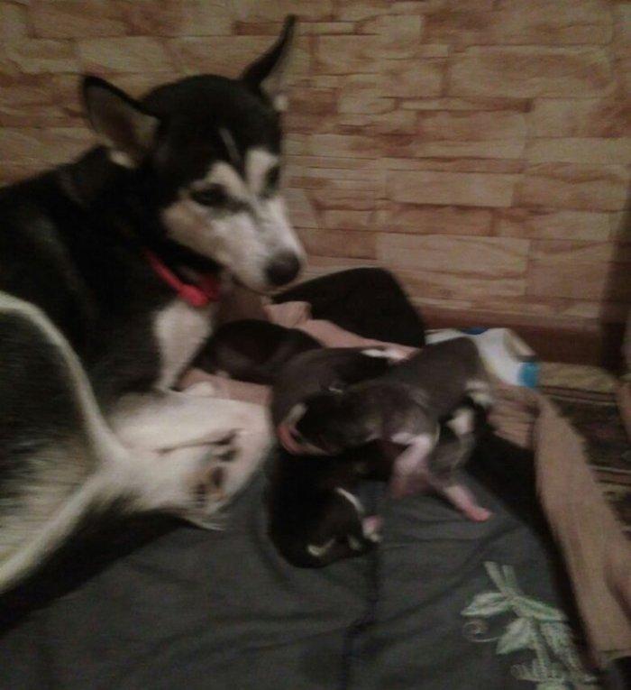 Xaski balalari temiz qan teze olublar. Anasinin atasinin sekli var bax