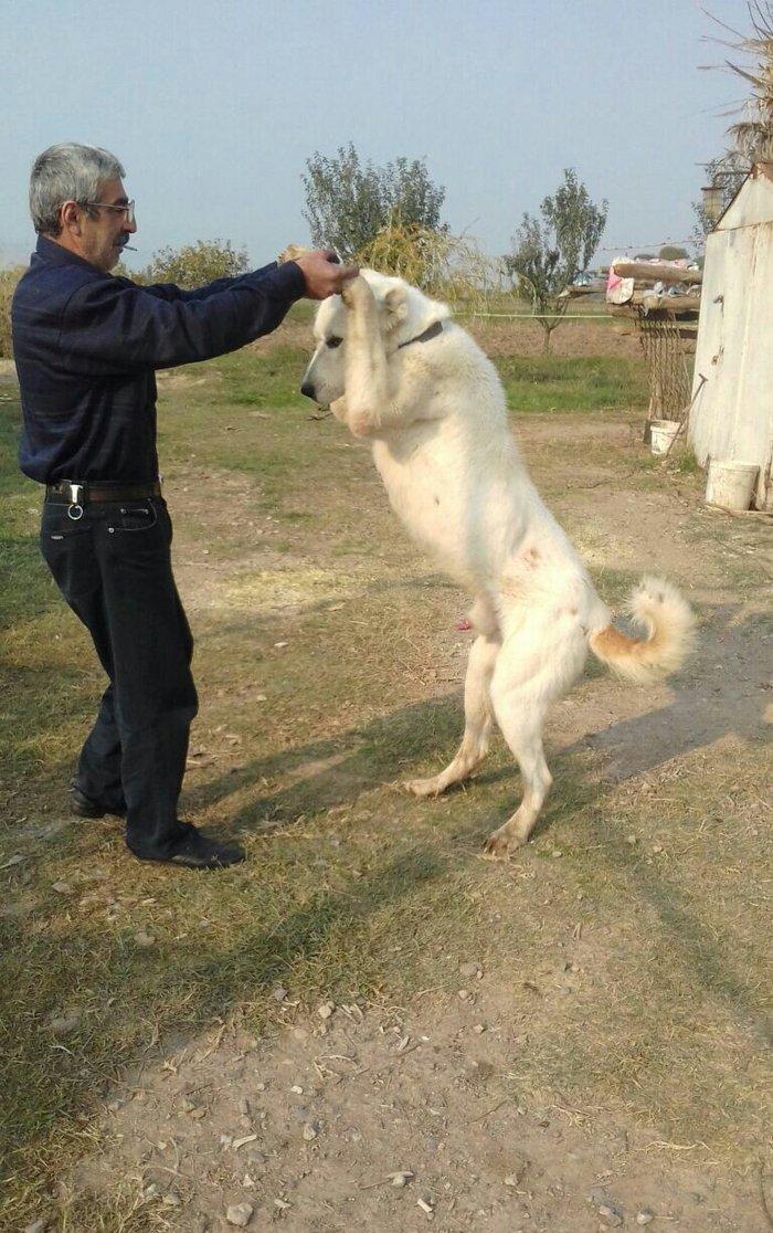 alabay iti bir yaw uc ayin alabayidi ikiside satilir heresi 1000 manat