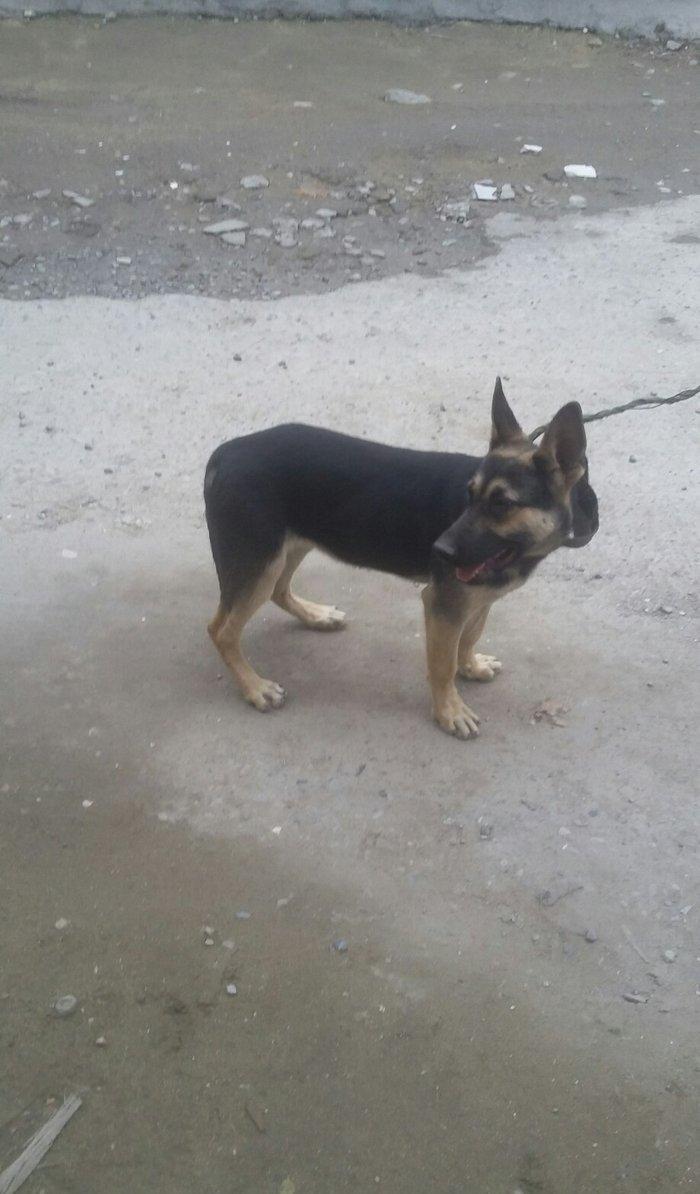 4ayliq  diwi avcarka satalir temiz nemkadi atasi mendedi gelib baxa bi