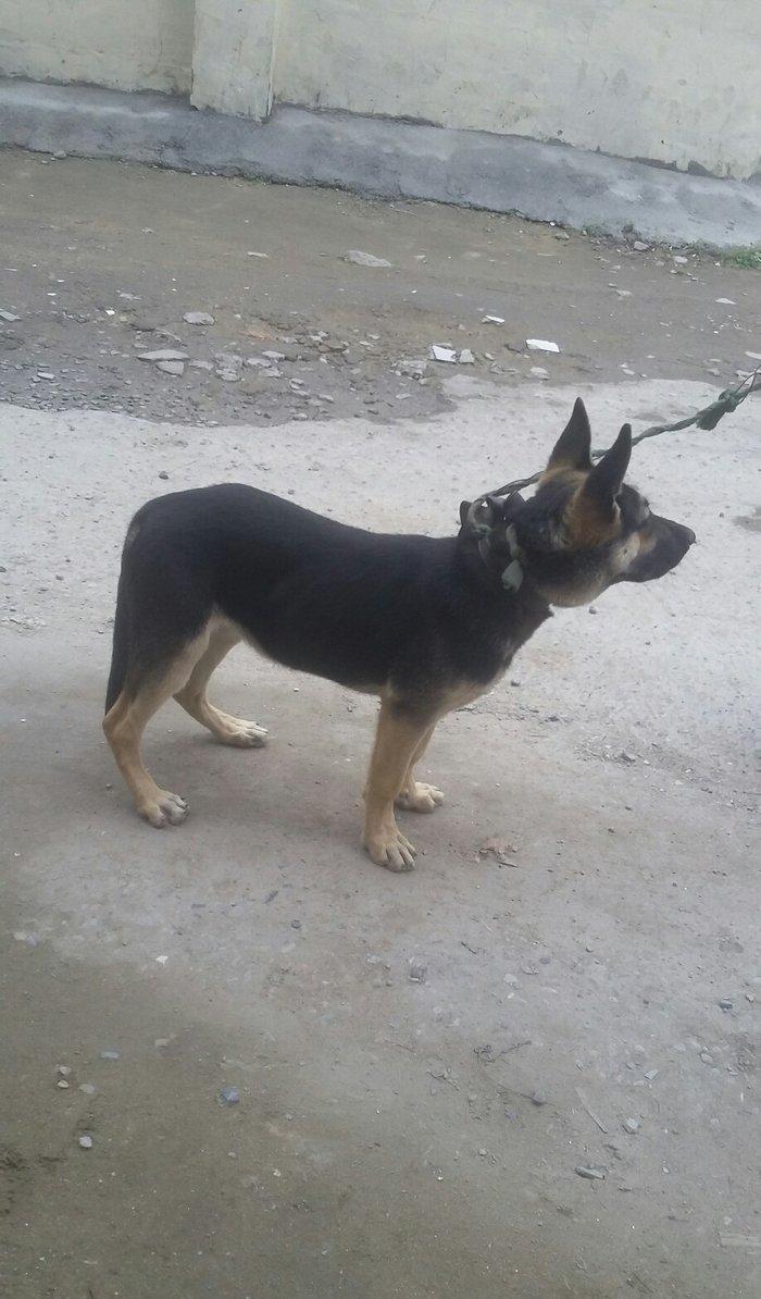 4ayliq  diwi avcarka satalir temiz nemkadi atasi mendedi gelib baxa bi