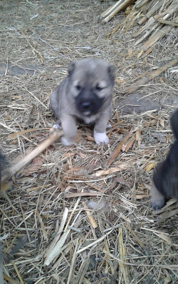 salam atasi kangal anasi coban iti super kucuklerdi 25 gunluk maraqlan