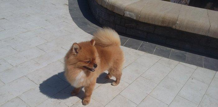 Pomeranskiy Şpits 2 yaş yarim. erkek, saqlam ,insanla oynamaqi seven v