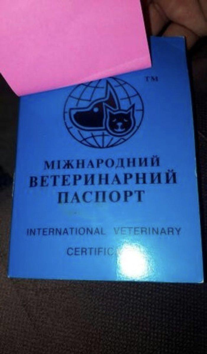 Tecili  ÇOX UCUZ QİYMETE 3 aylıq mini york satılır. Passportu var.