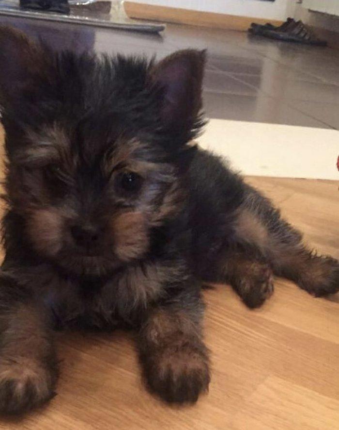 Tecili  ÇOX UCUZ QİYMETE 3 aylıq mini york satılır. Passportu var.