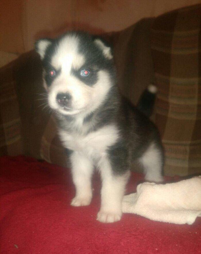 -Haski baLası 25 günlüydü dişidi ciddi aLıcılar müraciət edə biLər