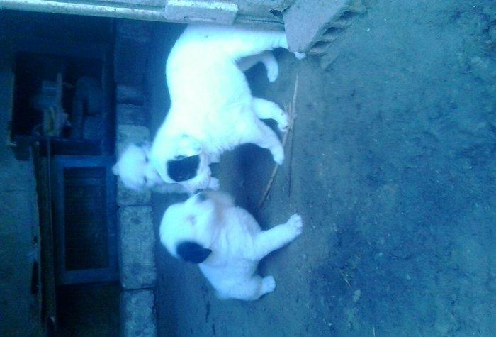 продаеться щенок породы алабай одного месаца отроду. родословный!!  це