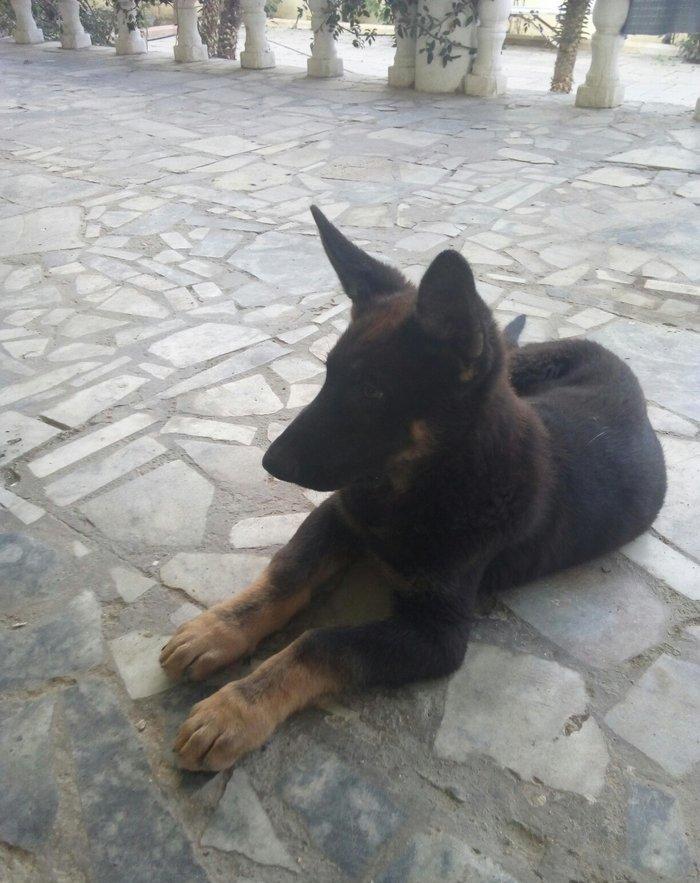 2 aylıq ovçarka evropa satılır. tək baladi.  qurd dərmanı verilib iynə