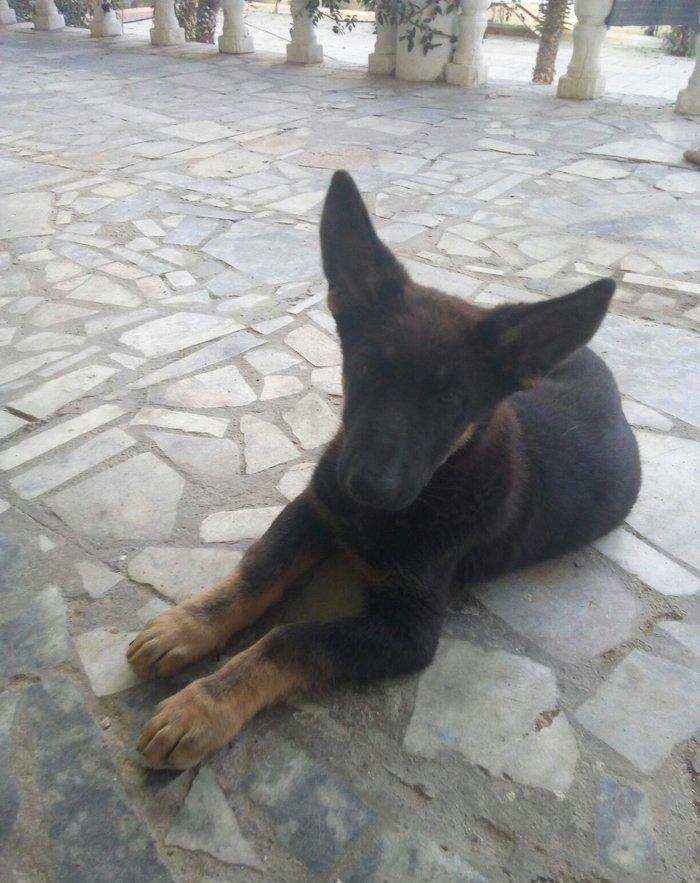 2 aylıq ovçarka evropa satılır. tək baladi.  qurd dərmanı verilib iynə