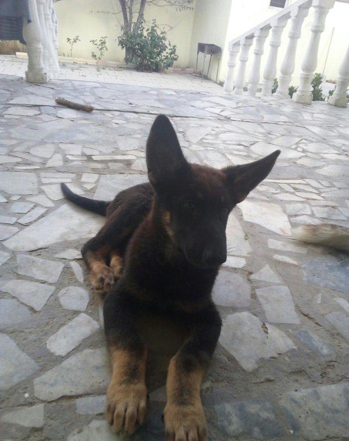 2 aylıq ovçarka evropa satılır. tək baladi.  qurd dərmanı verilib iynə