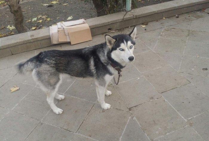 husky satilir 1yas 3 ayliqdi temiz qandi tam saglamdi peyvendleri vuru