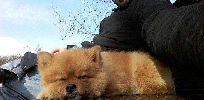 Pomiranskiy shpids ucuz satilir paltarlari ve yemek qabi ve bashqa aks