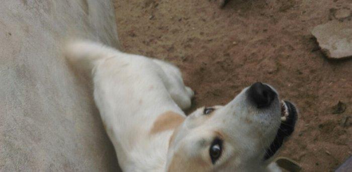 Cute vurmax temiz qan alabay axtariram. Itin 2 yawi var. Elave