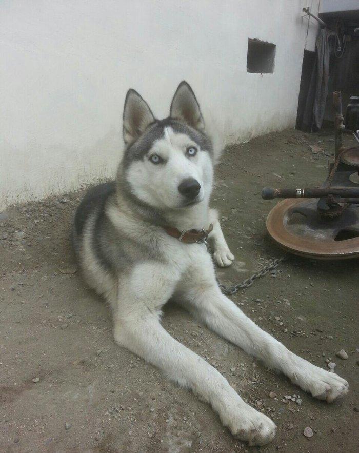 Satilir 8 ayliqdi erkeydi tecili satilir deye razilawma yolu ile yazmi