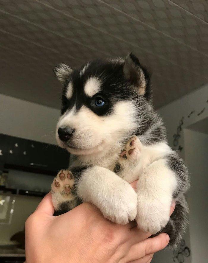 Husky korpeleri satilir!
Qara qiz,Boz reng oglan.
her ikisinin de gozl