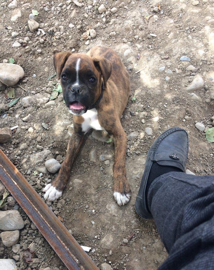 Disi boxer dog yeddi ayliqdi iki aylqnan mendedo iyneleri vurlub qurd