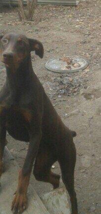 6 aylıq doberman balasi satilir ve ya notebookla barter olunur. Hemen