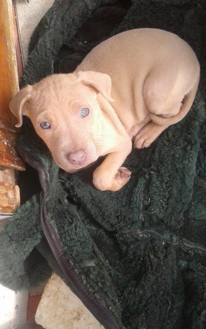 salam 2ayliq disi tam saglam temiz rednous pitbulldu tel barter etmeyd