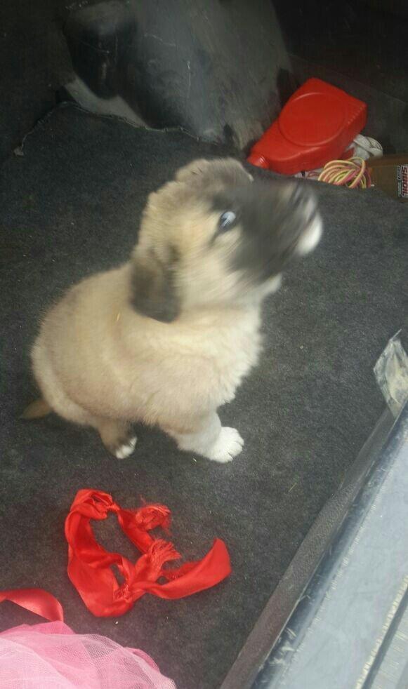 satlir cinsi kan kal barter yoxdu erkeydi 35 gunliydi fikri ciddi olan