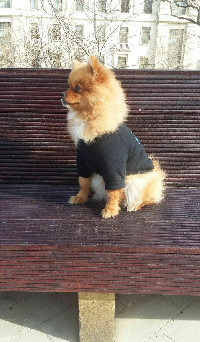 pomiranskiy shpids ucuz satilir paltarlari ve yemek qabi ve bashqa aks