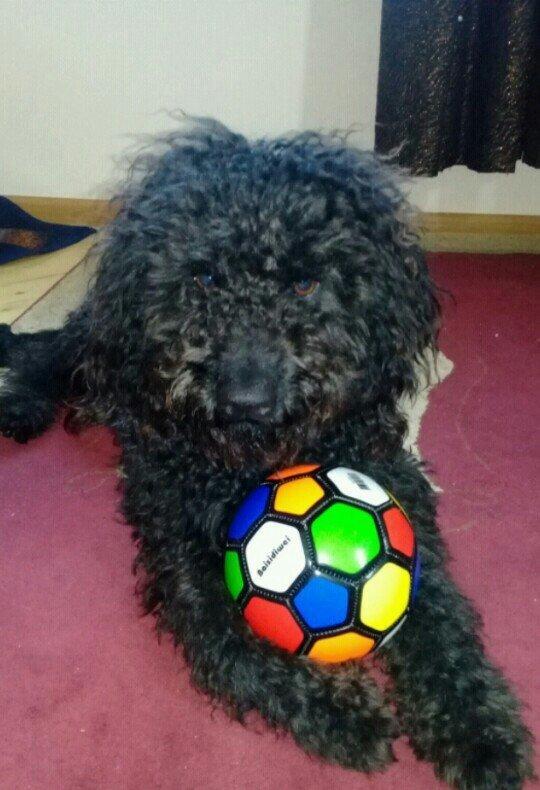 ev  itidi  hersey  yeyir  pasporuda  var  parodasl  pudil  1 yasl deka