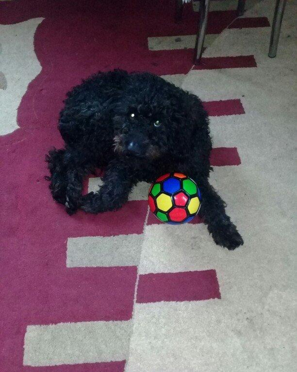 ev  itidi  hersey  yeyir  pasporuda  var  parodasl  pudil  1 yasl deka