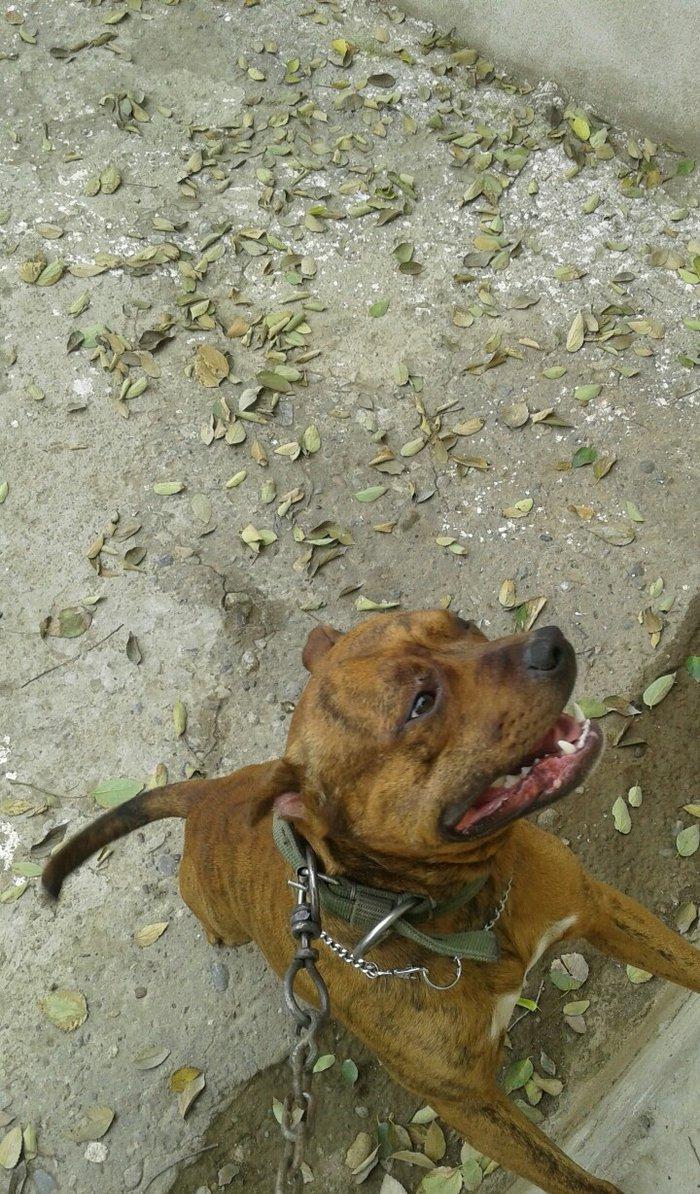 cox temuz qandi  nesli temizdi pidbuldu 1yas 2 ayi olmayib hele disi b