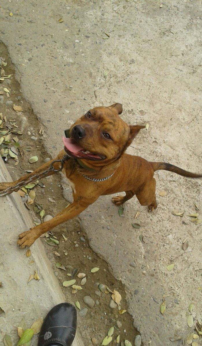 cox temuz qandi  nesli temizdi pidbuldu 1yas 2 ayi olmayib hele disi b