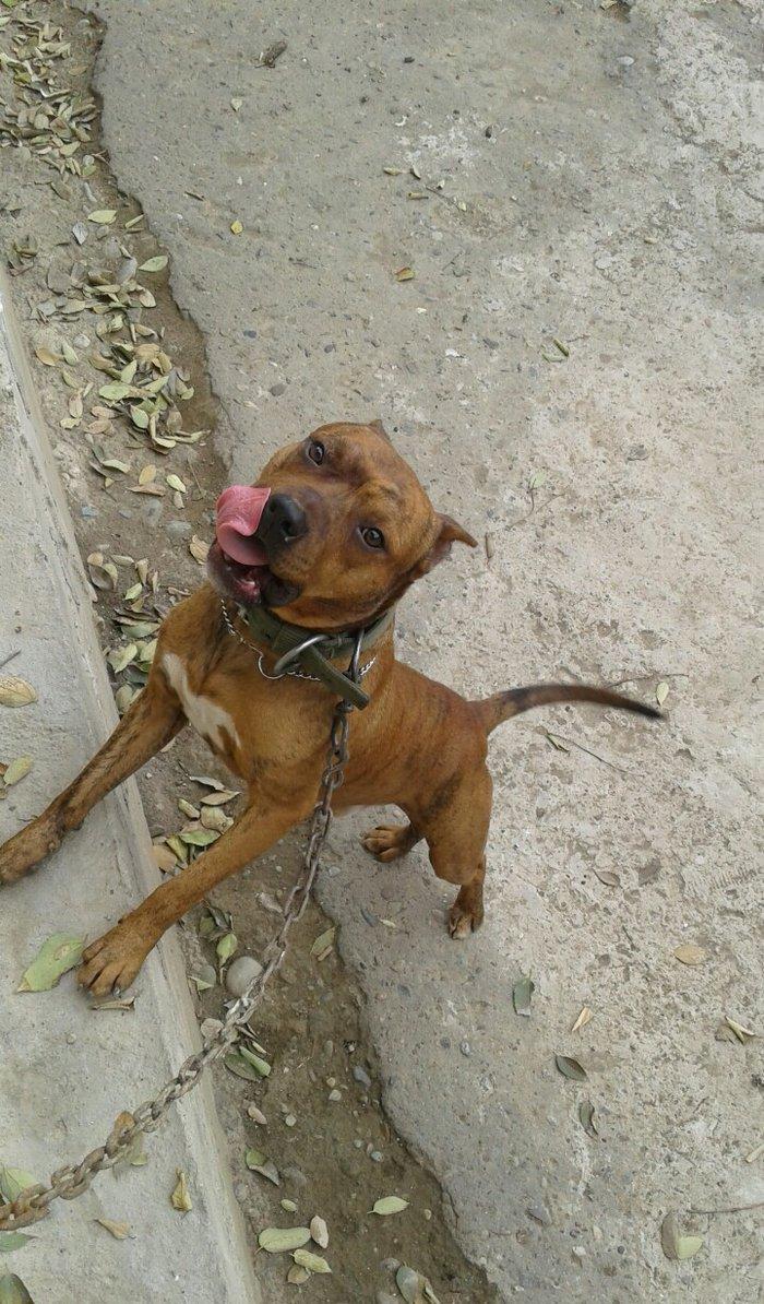 cox temuz qandi  nesli temizdi pidbuldu 1yas 2 ayi olmayib hele disi b