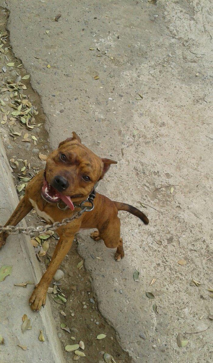 cox temuz qandi  nesli temizdi pidbuldu 1yas 2 ayi olmayib hele disi b