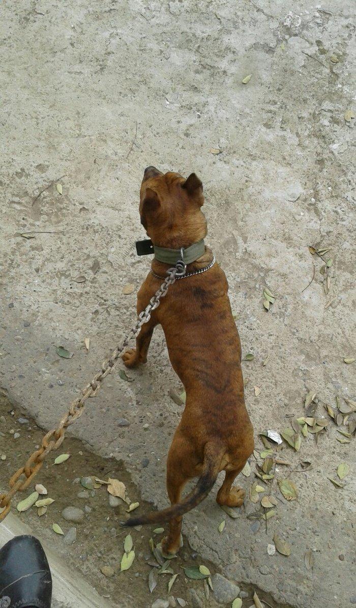 cox temuz qandi  nesli temizdi pidbuldu 1yas 2 ayi olmayib hele disi b