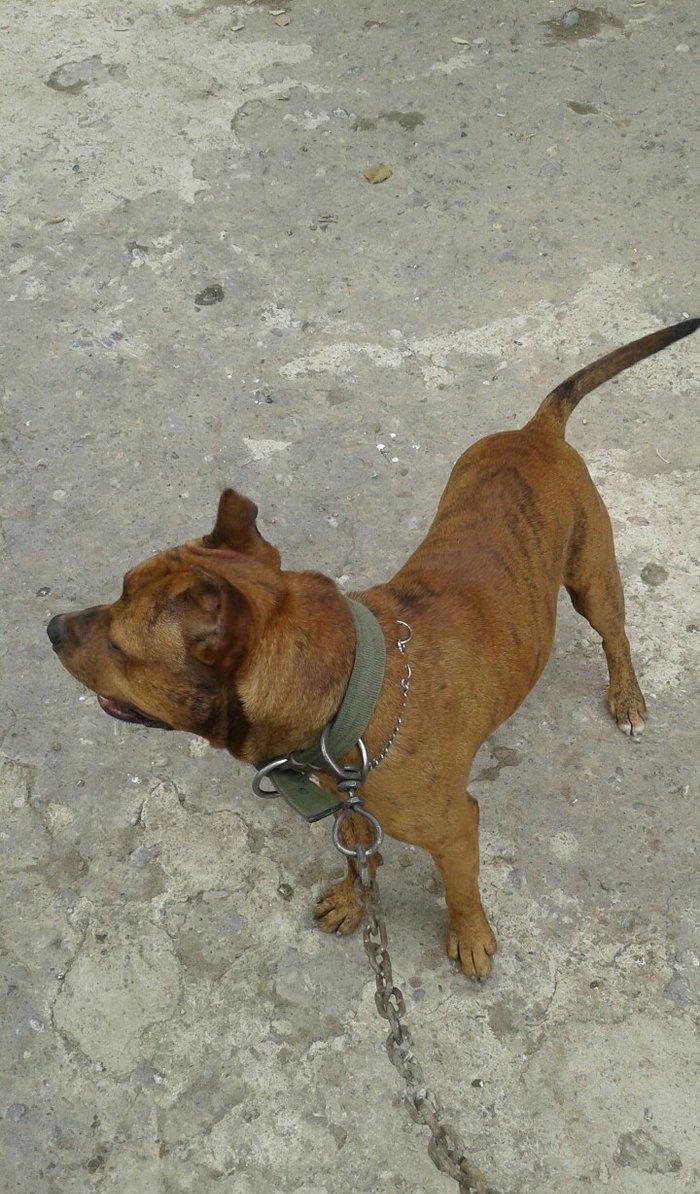 cox temuz qandi  nesli temizdi pidbuldu 1yas 2 ayi olmayib hele disi b