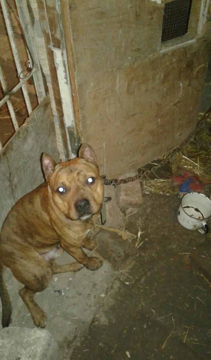 cox temuz qandi  nesli temizdi pidbuldu 1yas 2 ayi olmayib hele disi b