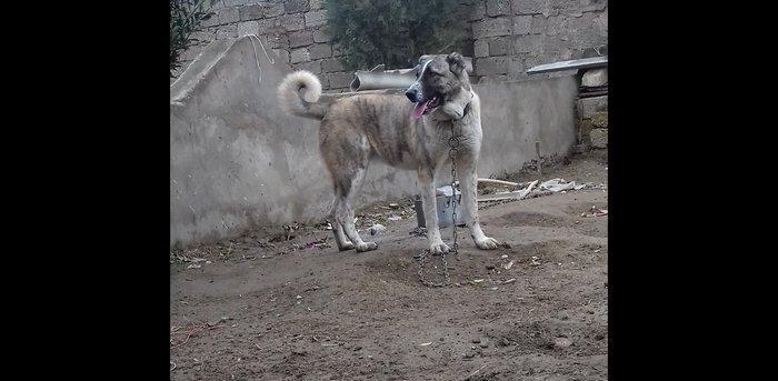 Temiz sort coban iti 1yas 3ayliqdi qanciqdi.Cox agilli itdi ..Iwle