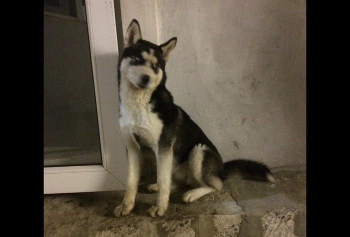 Salam temiz qan huski satılır dişidi 4 ay yarımdı iyne dermanları