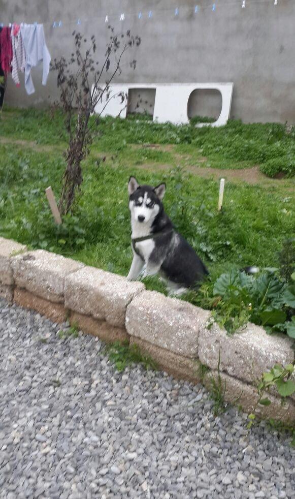 Salam temiz qan huski satılır dişidi 4 ay yarımdı iyne dermanları