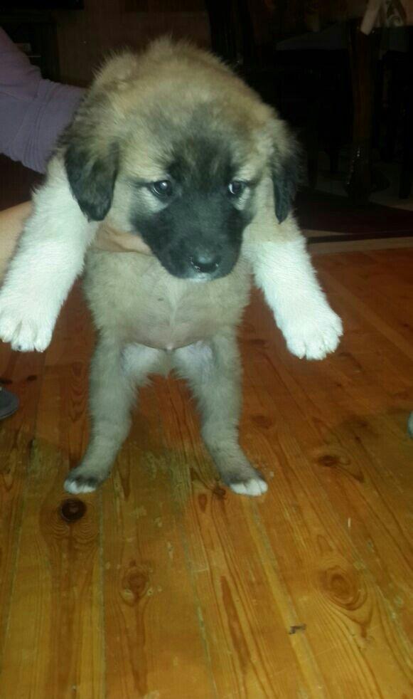 satlir cinsi kan kal erkeydi 1 aylqdi barter yoxdu fkri ciddi olanar n