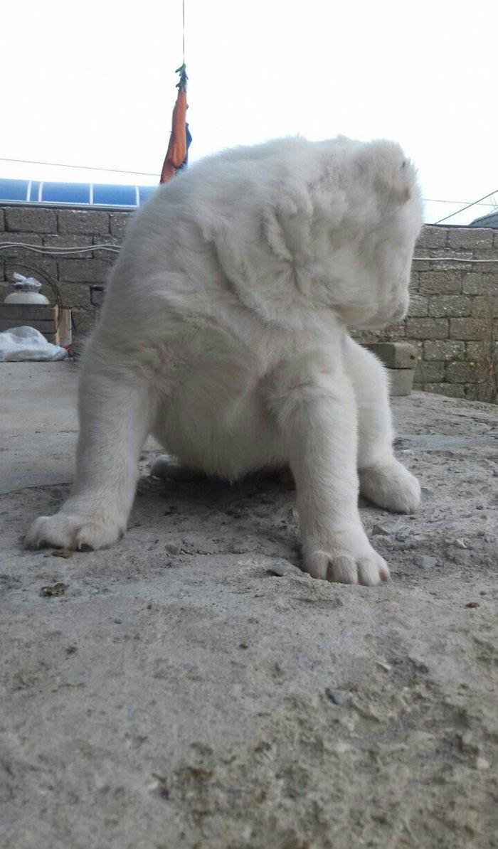 Salam temiz qan alabay balalari satilir erkek diwi var whatsappim yoxd