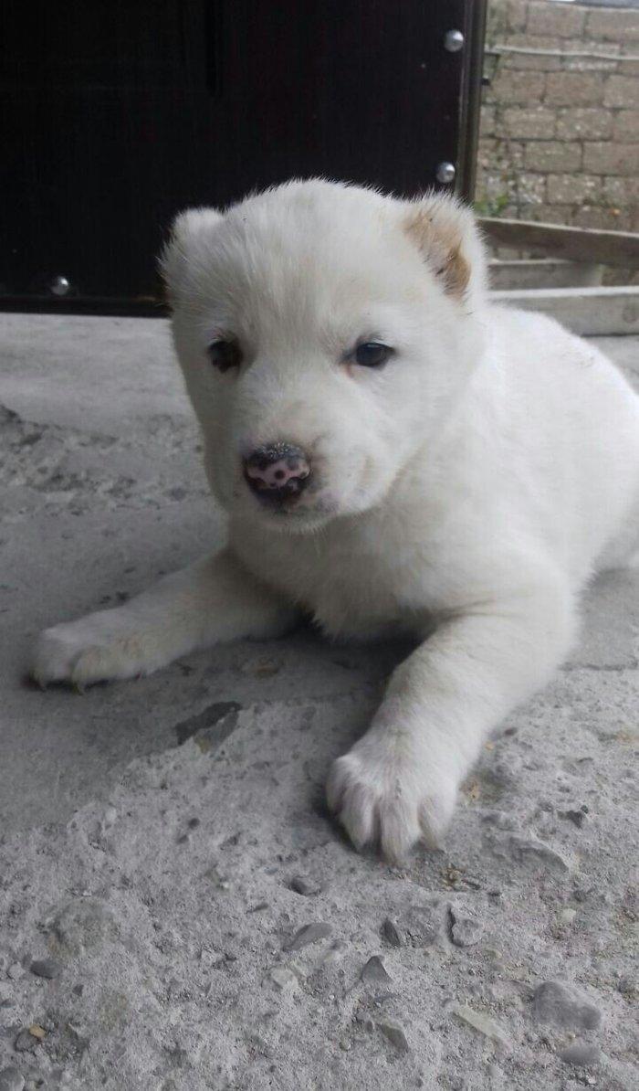 Salam temiz qan alabay balalari satilir erkek diwi var whatsappim yoxd