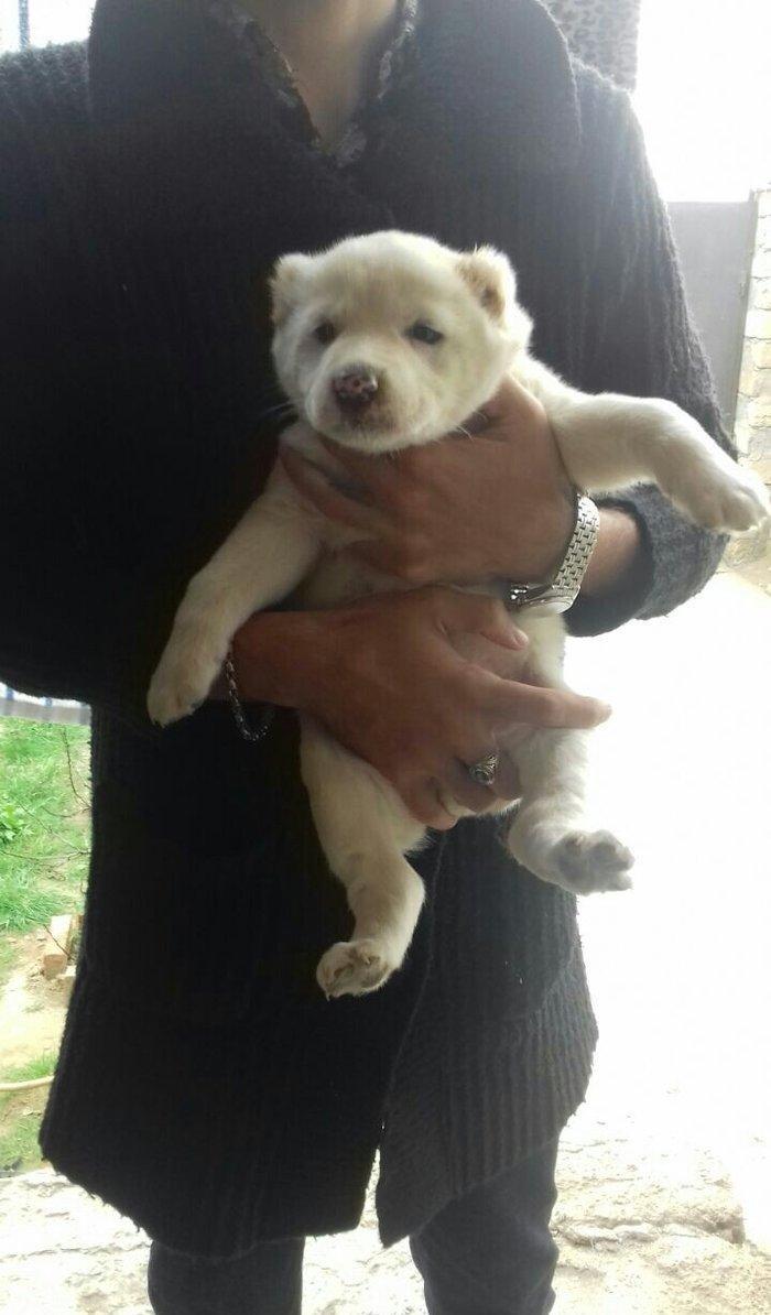 Salam temiz qan alabay balalari satilir erkek diwi var whatsappim yoxd