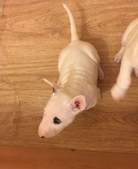 Продам двух щенят бультерьераВ продаже щенки породы бультерьера,