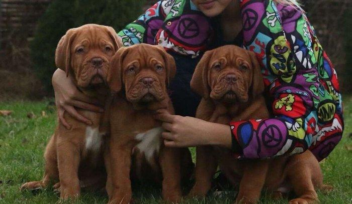 Бордоский дог Щенки с хорошей психикой , крепким здоровьем и